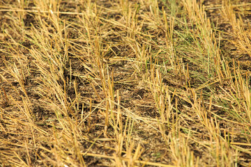 Harvesting crops, freshly cut stubble. Mowed wheat or rye