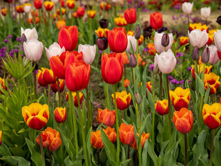 Obraz premium Multicolored tulips. Tulips of different colors. Flowerbed of tulips.