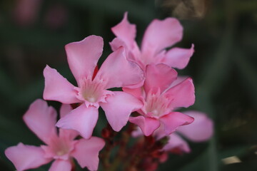 pink flower