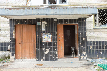War of Russia against Ukraine, lonely dog ​​at the shelled entrance to the house