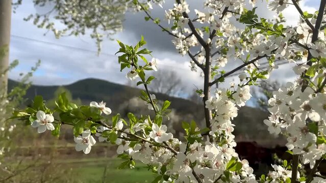 Blossoming cherry tree against the backdrop of the mountains and the railway 