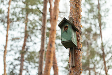 Handmade birdhouse hanging on a tall pine tree in a wild forest