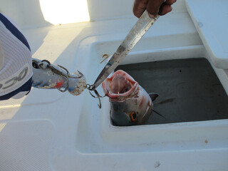 Fishing in the Maldives. Caught fish.