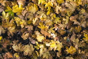Texture of leaves in autumn