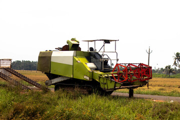 Fototapeta premium Green paddy harvesting machine in the paddy field