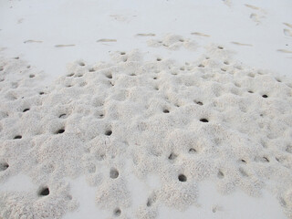 Maldives Indian Ocean. Mole burrows on white sand.