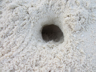 Maldives Indian Ocean. Mole burrows on white sand.