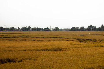 paddy filed with ripe paddy