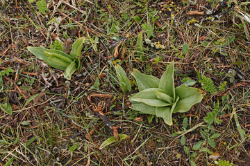 green orchid leaves on the meadow