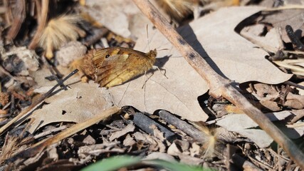 vista lateral de una bonita maripos de tonos amarillo y marrón sobre una hoja seca, ocelos negros y blancos, dos antenas y cuatro patas