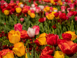 Fototapeta premium Multicolored tulips. Tulips of different colors. Flowerbed of tulips.