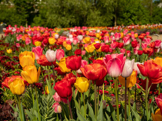Obraz premium Multicolored tulips. Tulips of different colors. Flowerbed of tulips.
