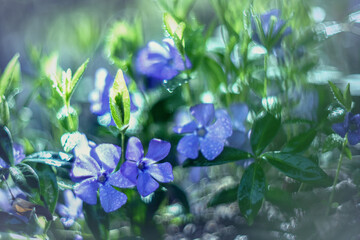 Niebieskie kwiatki na łące