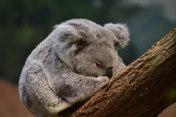 Foto op Plexiglas Koala © Loc