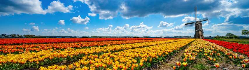 Panorama of landscape with blooming colorful tulip field, traditional dutch windmill and blue...