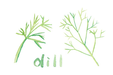 Dill. Watercolor bunch of fresh organic garden herbs. Greens leaf growing from ground. Set of different cooking spices illustration. Hand drawing kitchen plant banner