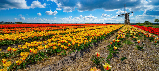Panorama of landscape with blooming colorful tulip field, traditional dutch windmill and blue...