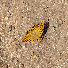 An orange butterfly landed on ground. Beige background of dirt road. Silver Washed Fritillary Butterfly. Argynnis paphia. High angle, flat lay