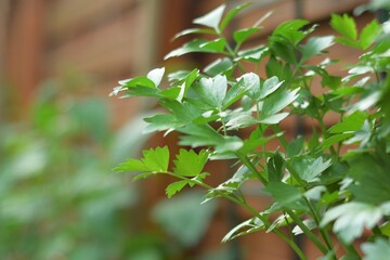 Zdrowy i dorodny lubczyk ogrodowy (Levisticum officinale). Niska głębia ostrości - obrazy, fototapety, plakaty