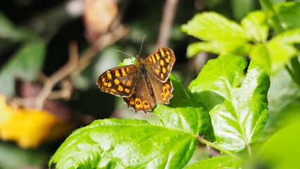 vista posterior de mariposa de cuatro alas color naranja y marrón sobre una hoja verde