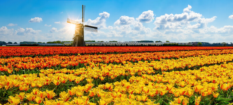 Panorama of landscape with blooming colorful tulip field, traditional dutch windmill and blue cloudy sky in Netherlands Holland , Europe - Tulips flowers background panoramic banner
