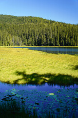 Beautiful Big Arber lake with its swimming islands in the Bavarian Forest, Germany.