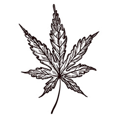 Leaf maple engraved in isolated white background. Vintage canadian botanical foliage in hand drawn style.