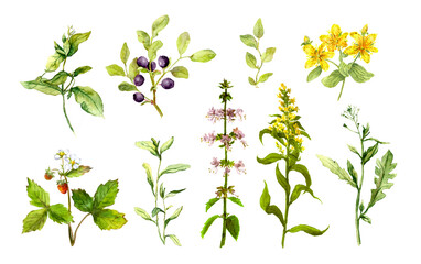Set of meadow flowers, berries, herbs, wild grass. Botanical watercolor collection - 502450412