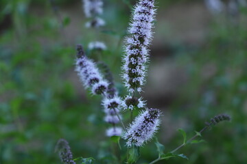 lavender field in region