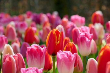 Red and pink tulips with backlight - obrazy, fototapety, plakaty