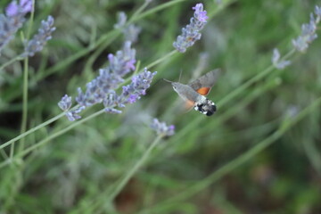 hummngbird on a flower