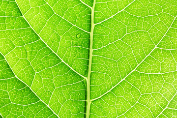 green macro leaf,Green leaves background. Leaf texture,background texture green leaf structure macro photography