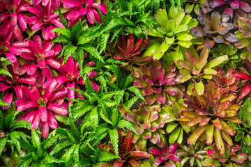 multi colored leaf background,This is a close up photo of a variety of colorful succulent plants together. - Powered by Adobe