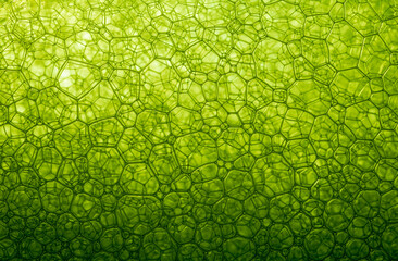 green cell macro texture,green cell background,,Foam Bubble from Soap or Shampoo Washing,Poland,...