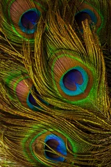 Rolgordijnen macro peacock feathers,Colorful patterns of thousands of beautiful birds. © banjongseal324