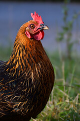 Portrait of a free running black and brown hen