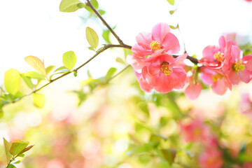 Beautiful pink blossom flowers on the tree on blurred background