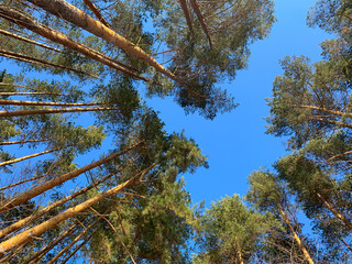 Pine tree tops