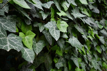 Common ivy close up in the backyard