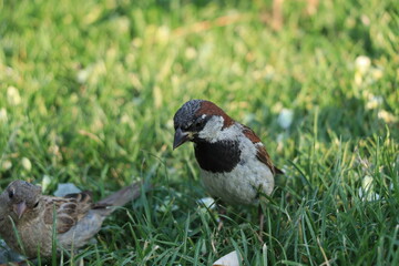 black and white bird
