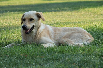 golden retriever on the grass