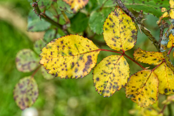 Detail of the leaves of a rose bush infected by fungus