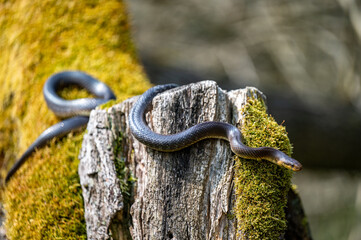 Aesculapian Snake, Zamenis longissimus, The San River Valley, Bieszczady, Poland.