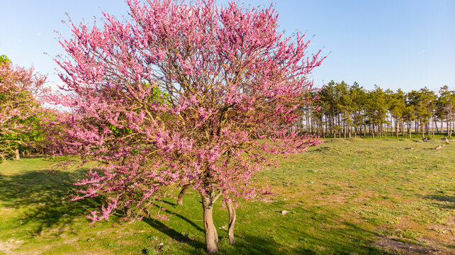 Close View of Spring Pink Tree Blossom