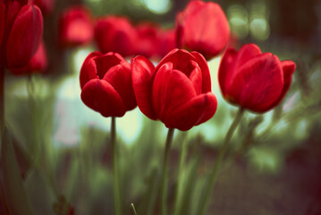 Fototapeta premium Photo of red tulips growing in a flower bed. Spring flowers. Gift for a girl. Nature is beautiful. Fresh scent.