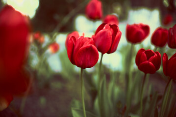 Fototapeta premium Photo of red tulips growing in a flower bed. Spring flowers. Gift for a girl. Nature is beautiful. Fresh scent.