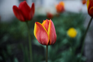 Photo of red tulips growing in a flower bed. Spring flowers. Gift for a girl. Nature is beautiful. Fresh scent.