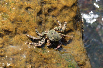crab on a rock