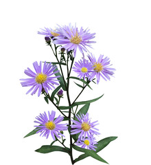 Lovely Aster "Woods Blue", isolated on white background.