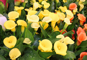 yellow calla flowers for sale at market